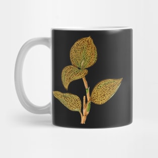 Jewel Orchid - Anoectochilus setaceus - Rothschild Mug